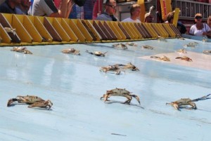 Maryland Crab Race on Labor Day